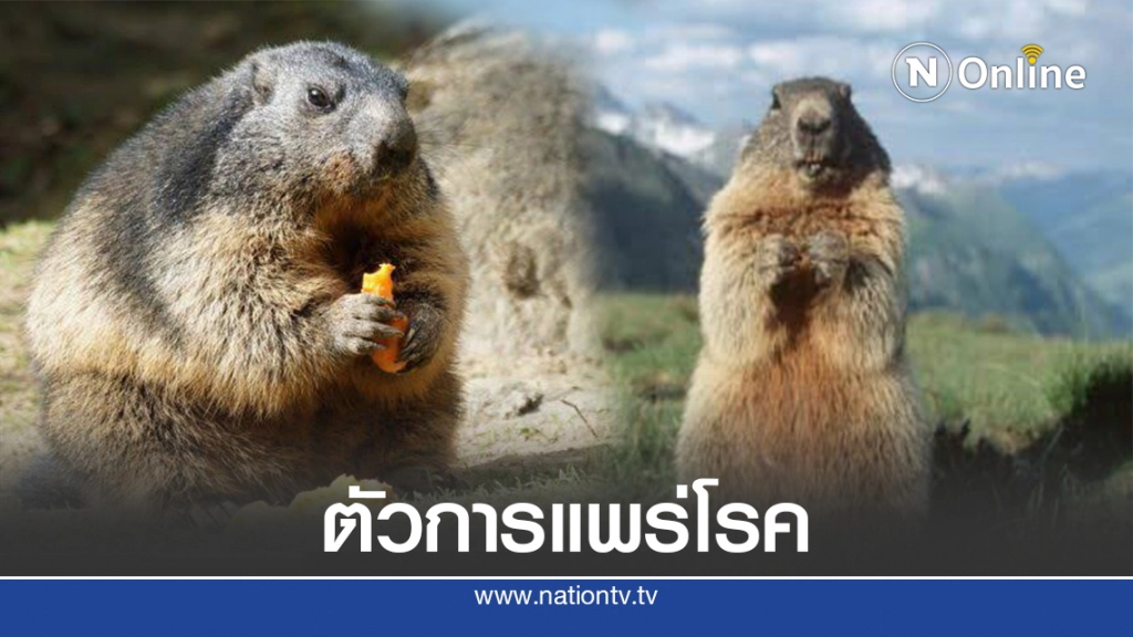 ทำความรู้จัก 'มาร์มอต' ต้นเหตุพาหะ'กาฬโรค'ในจีน