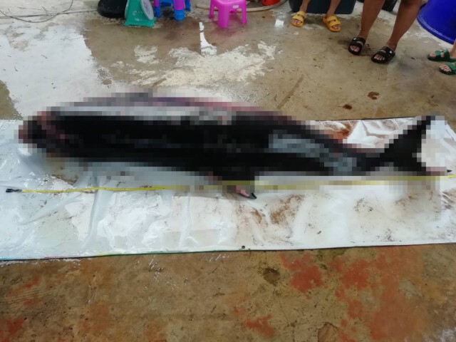 ผ่าชันสูตรวาฬหัวทุยแคระ เสียชีวิตเฉียบพลันจากสำลักน้ำ-จมน้ำ