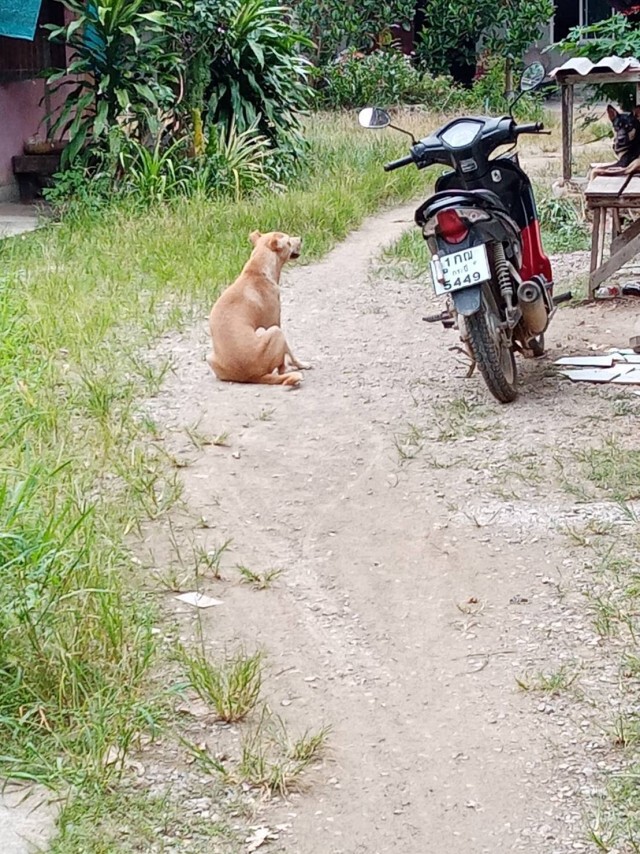 สุนัขขย้ำหัวดญ. 7 ขวบ เจ้าของบิดพลิ้วเบี้ยวจ่ายค่าพยาบาล