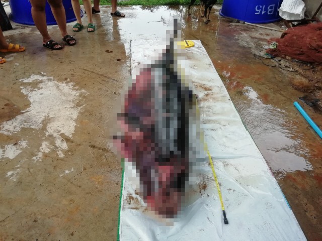 ผ่าชันสูตรวาฬหัวทุยแคระ เสียชีวิตเฉียบพลันจากสำลักน้ำ-จมน้ำ