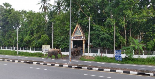 เปิดคลิป ช้างป่าพากันเข้าวัดทำบุญ จ.นครนายก