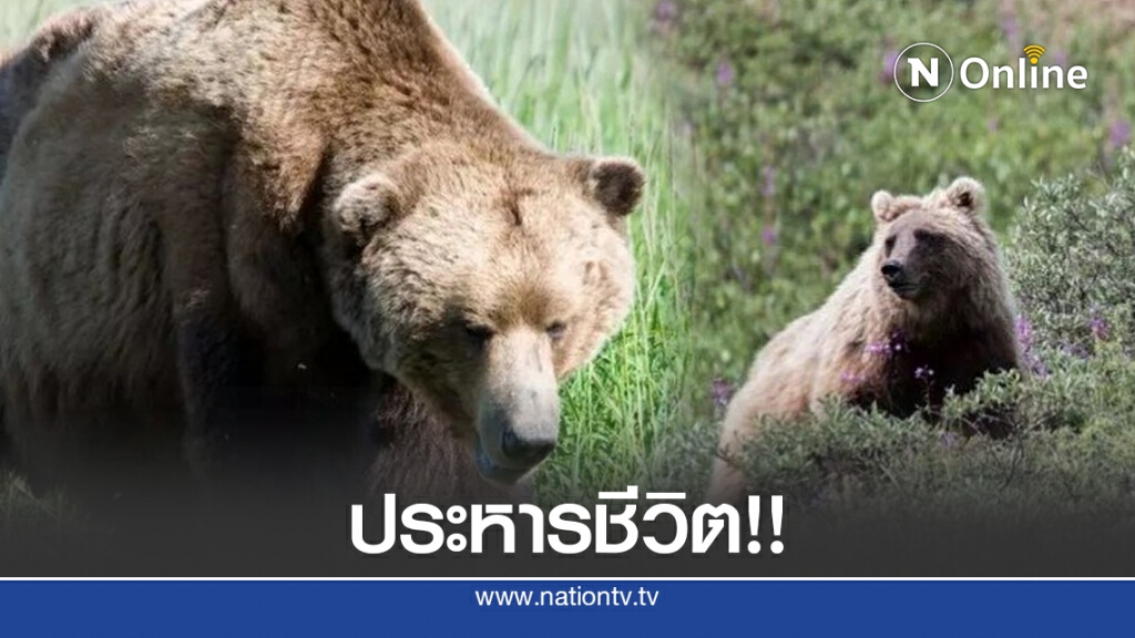 อิตาลี สั่งประหาร 'หมี' โจมตีนักเดินป่า กลุ่มอนุรักษ์คัดค้าน