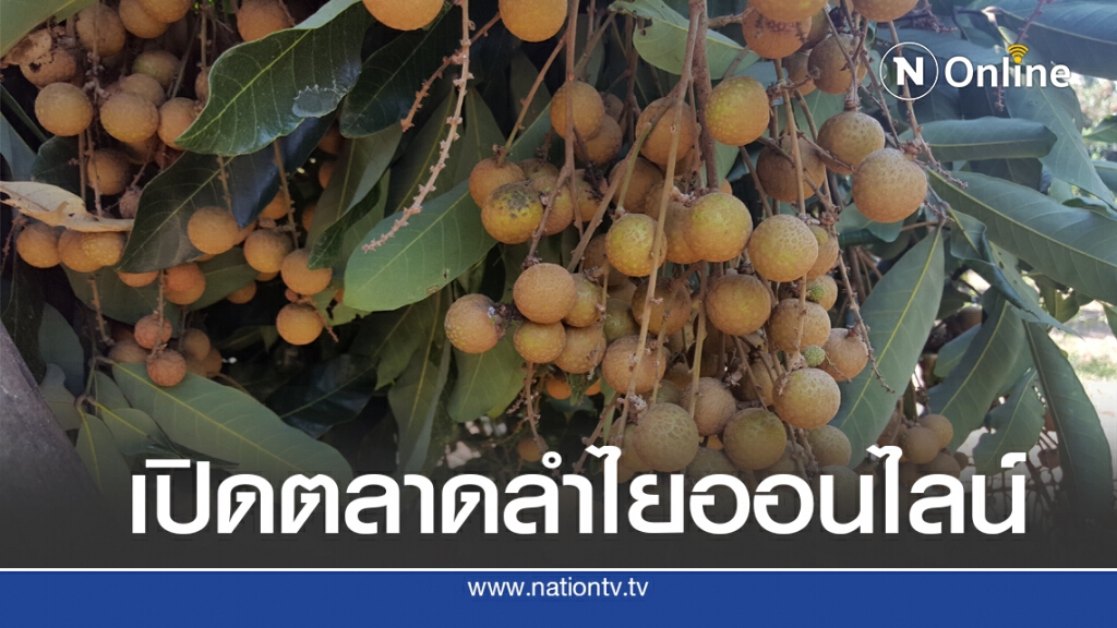 เชียงใหม่ขายลำไยออนไลน์ล็อตแรก8.4พันตัน เชียงใหม่ขายลำไยออนไลน์ล็อตแรก8.4พันตัน