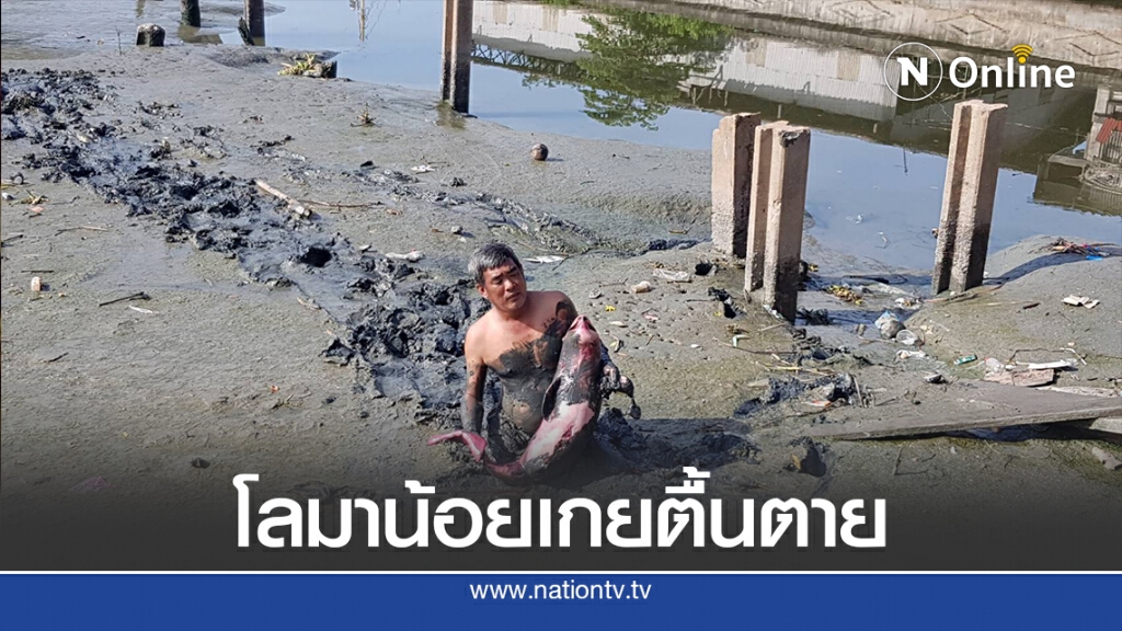 พบซากโลมาน้อยเพศผู้ เกยตื้นตายแม่น้ำท่าจีน พบซากโลมาน้อยเพศผู้ เกยตื้นตายแม่น้ำท่าจีน