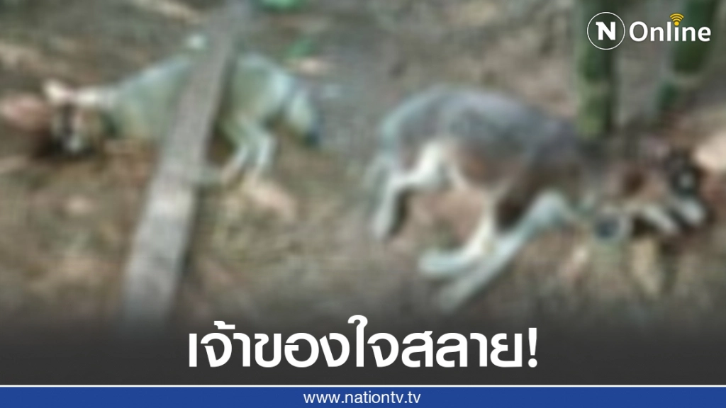 เจ้าของใจสลาย! กลับจากทำบุญเจอสภาพน้องหมาสุดจะบรรยาย