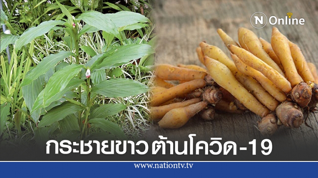 ข่าวดีผลวิจัยเผยกระชายขาว ยับยั้งเชื้อโควิด-19 ได้ ข่าวดีผลวิจัยเผยกระชายขาว ยับยั้งเชื้อโควิด-19 ได้