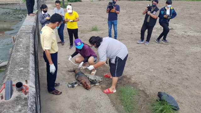 พบซากโลมาน้อยเพศผู้ เกยตื้นตายแม่น้ำท่าจีน