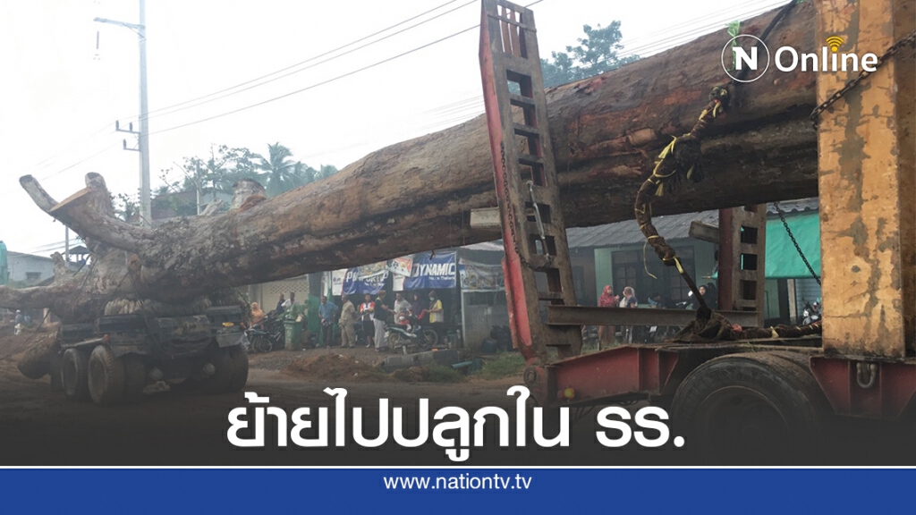 ย้ายต้นยางนาอายุกว่า 300 ปี ไปปลูกภายในโรงเรียนบ้านป่าคลอก