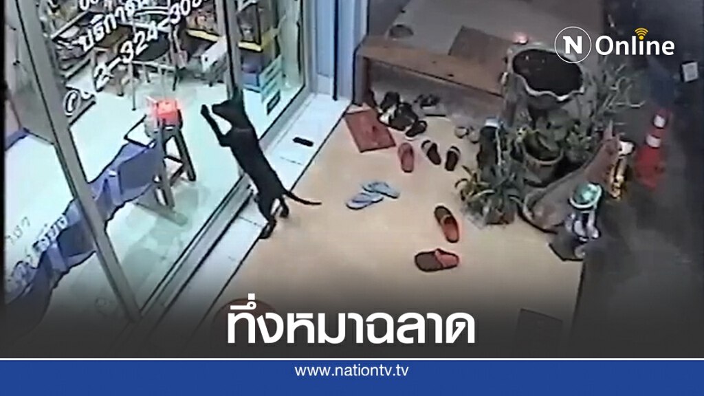 น้องหมาแสนรู้หลงทางมาตะกายประตูคลินิกสัตวแพทย์ให้ส่งกลับบ้าน น้องหมาแสนรู้หลงทางมาตะกายประตูคลินิกสัตวแพทย์ให้ส่งกลับบ้าน