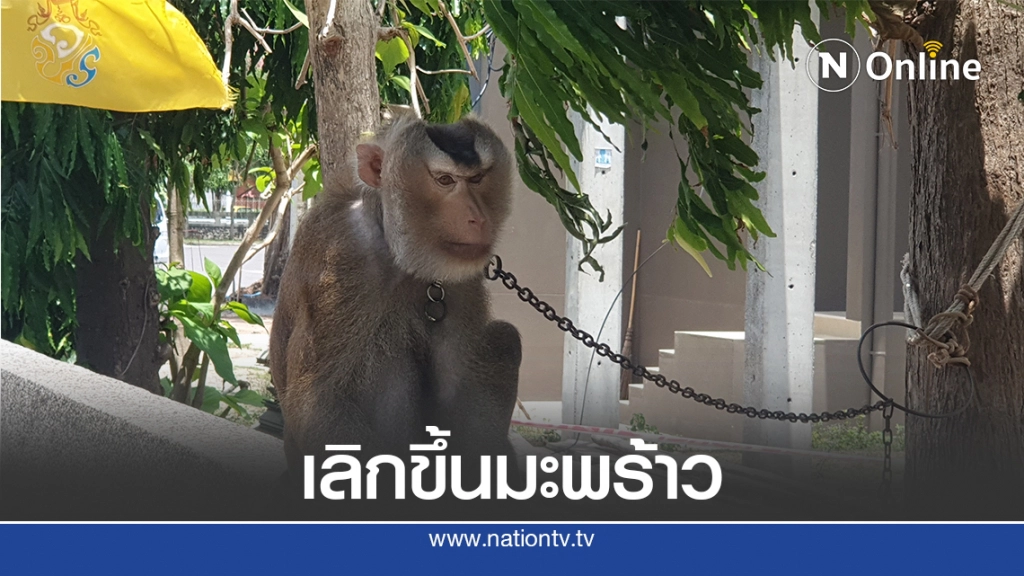 ลิงกังหันมารับจ๊อบเฝ้าศาลากลาง ป้องกันลิงแสมรื้อหลังคา