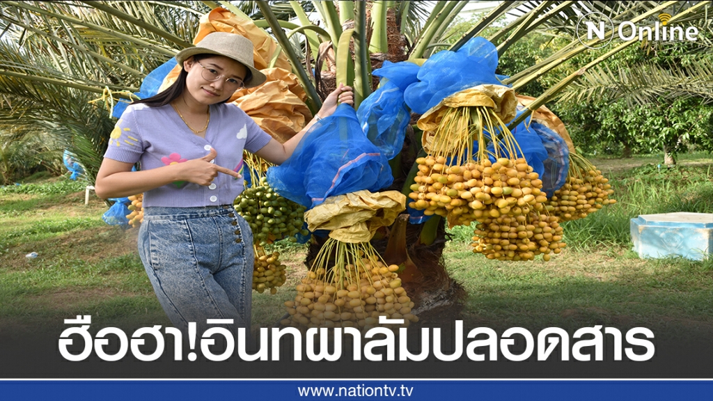 ฮือฮา!อินทผาลัมปลอดสาร1ต้น200กก.