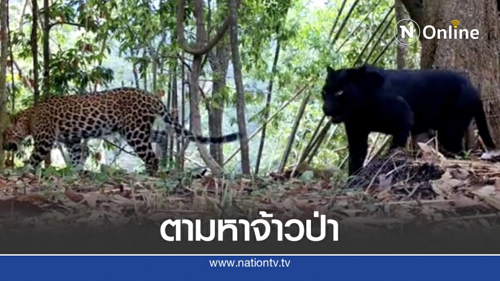 ตามหาจ้าวป่า กลับเจอ "เสือดำ-เสือดาว" แย่งซีนในผืนป่าคลองลาน