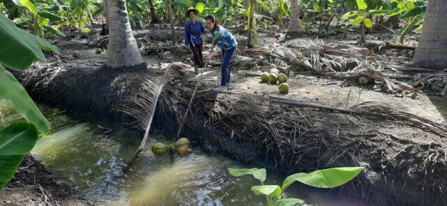 "กุลวดี"พาสื่อบุกสวนมะพร้าวพิสูจน์การเก็บ