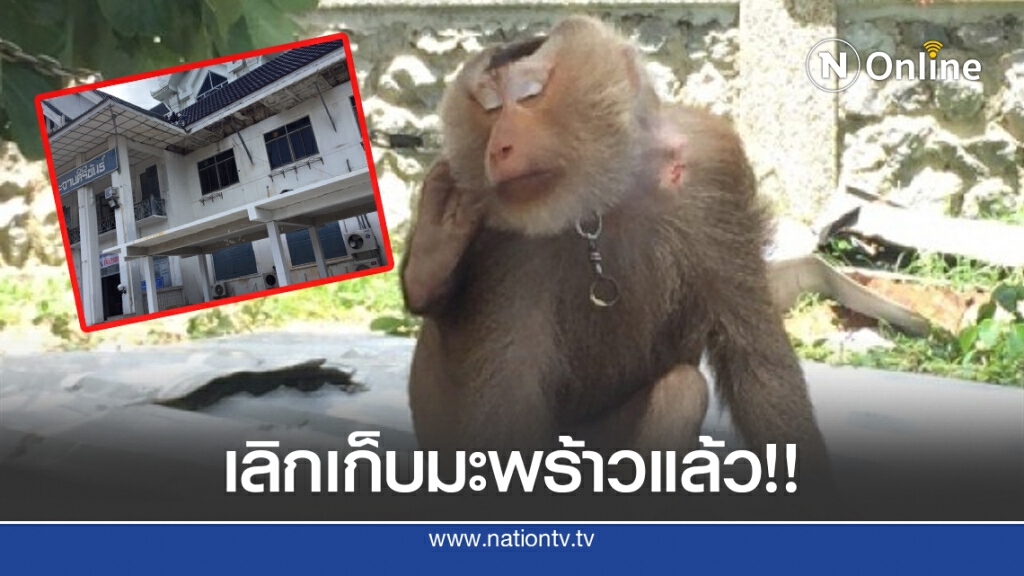 ลิงกังประจวบฯ เลิกเก็บมะพร้าวรับจ้างเฝ้าศาลากลางจังหวัด ป้องกันฝูงลิงแสมจากเขาช่องกระจกรื้อหลังคา