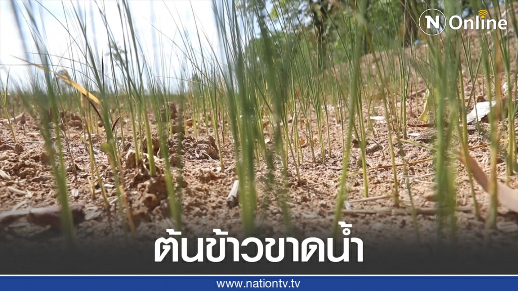แล้งต่อเนื่องทำต้นข้าว "ขาดน้ำ" แล้งต่อเนื่องทำต้นข้าว "ขาดน้ำ"