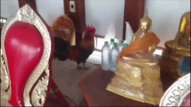 เปิดตัว "ไก่แจ้" คู่บารมี "ไอ้ไข่" คอหวยไม่พลาดส่องเลข