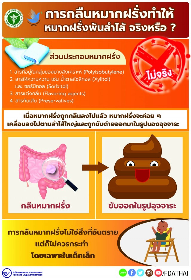 ไม่จริง!! กลืนหมากฝรั่ง เสี่ยงหมากฝรั่งพันลำไส้