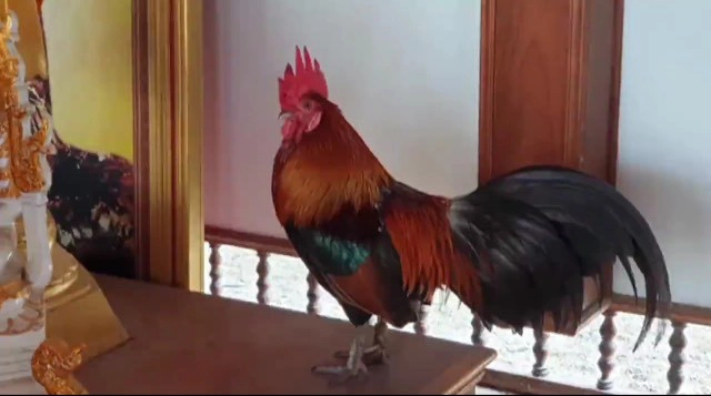 เปิดตัว "ไก่แจ้" คู่บารมี "ไอ้ไข่" คอหวยไม่พลาดส่องเลข