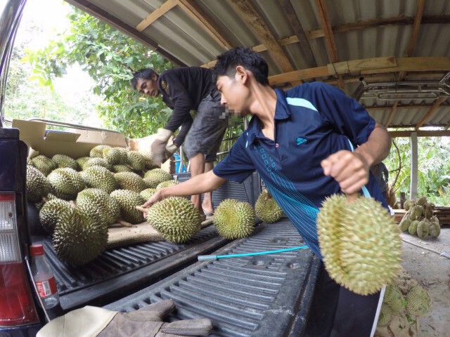 จองด่วน!! ทุเรียน "หมอนทอง" ไม่เหมือนที่ใดในไทย