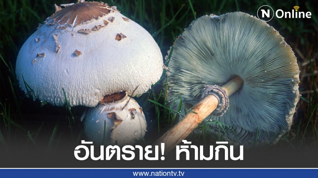 อันตราย! เห็ดพิษเผลอกินอาจเสียชีวิต อันตราย! เห็ดพิษเผลอกินอาจเสียชีวิต