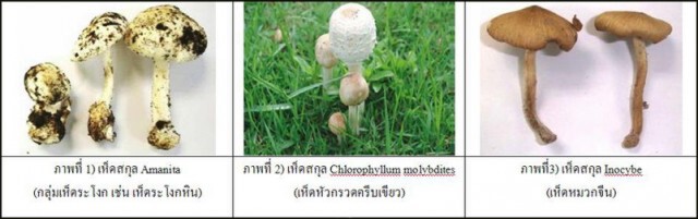 อันตราย! เห็ดพิษเผลอกินอาจเสียชีวิต