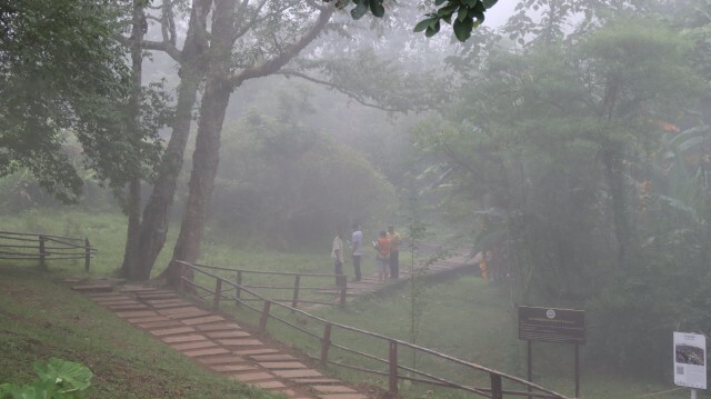 เที่ยวป่าหน้าฝน ยลโฉมดอกตาเหินไหว-ดอกเปราะภู