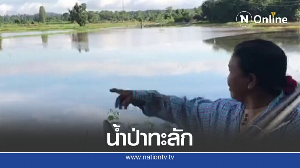 น้ำป่าเขาพังเหยทะลักท่วมนาข้าว น้ำป่าเขาพังเหยทะลักท่วมนาข้าว