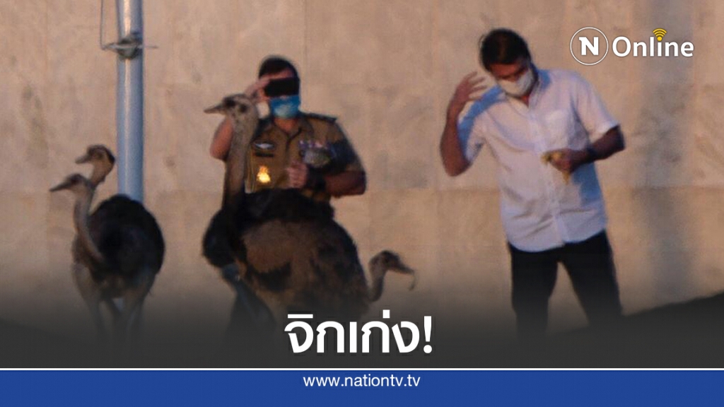 ผู้นำบราซิลโดน "นกยักษ์" จิกขณะกักตัวจากโควิด-19 ผู้นำบราซิลโดน "นกยักษ์" จิกขณะกักตัวจากโควิด-19