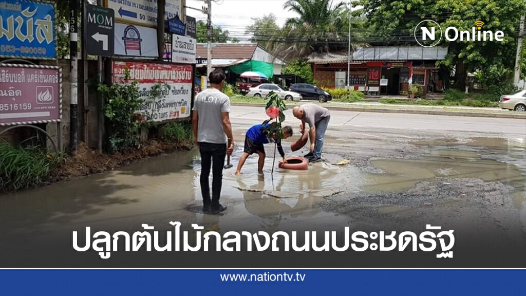 ปลูกต้นไม้กลางถนนพังซ้ำซากประชดรัฐ