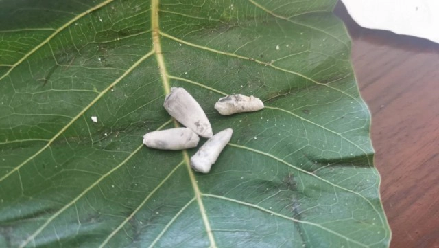 ฮือฮา!ส่องเลขพ่อเฒ่าเผาแล้วฟันกลายเป็นสีเขียวมรกต-อัฐิเป็นสีทอง