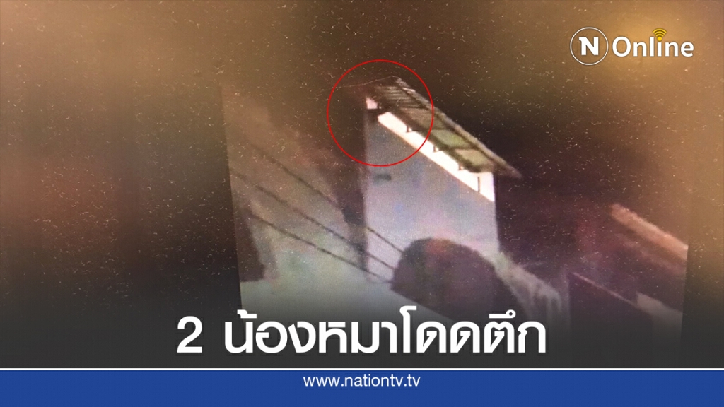 สลด! 2 น้องหมาโดดตึกสูง 4 ชั้นลงมาดับ 1 รอด 1 ไม่ทราบสาเหตุ