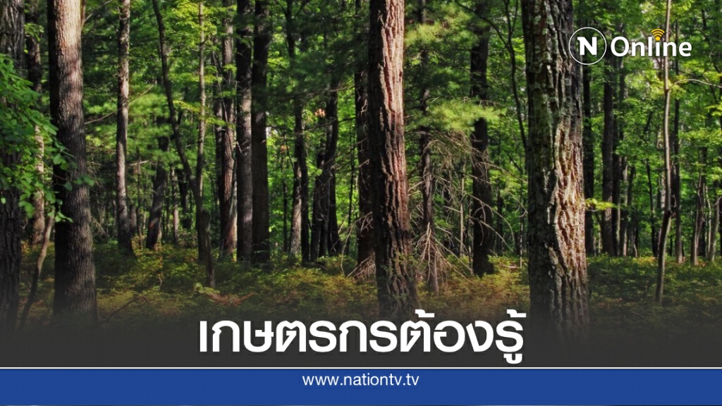 ดูชัดๆ! ต้นไม้มีค่า 58 ชนิด ใช้ค้ำประกันเงินกู้ได้