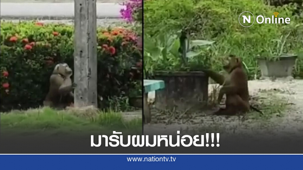 มารับผมด้วย!! ลิงพลัดหลงกับเจ้าของ นั่งชะเง้อรอ