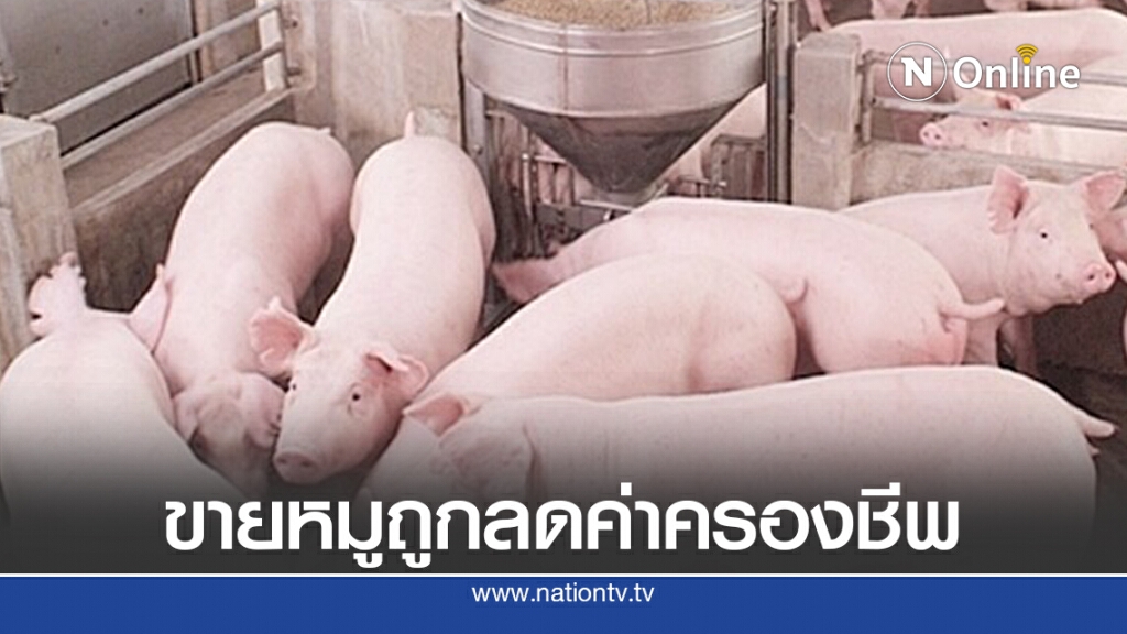 สมาคมหมูยันดูแลราคาหน้าฟาร์มไม่เกิน 80 บาท/กก. สมาคมหมูยันดูแลราคาหน้าฟาร์มไม่เกิน 80 บาท/กก.