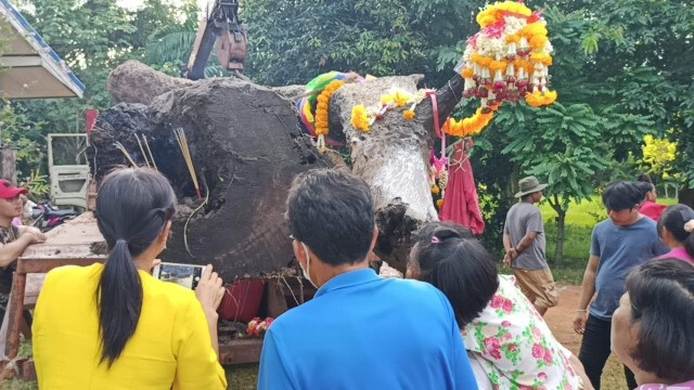 พบไม้ตะเคียนคู่อายุนับพันปีจมใต้น้ำ แห่ส่องหวยโค้งสุดท้าย