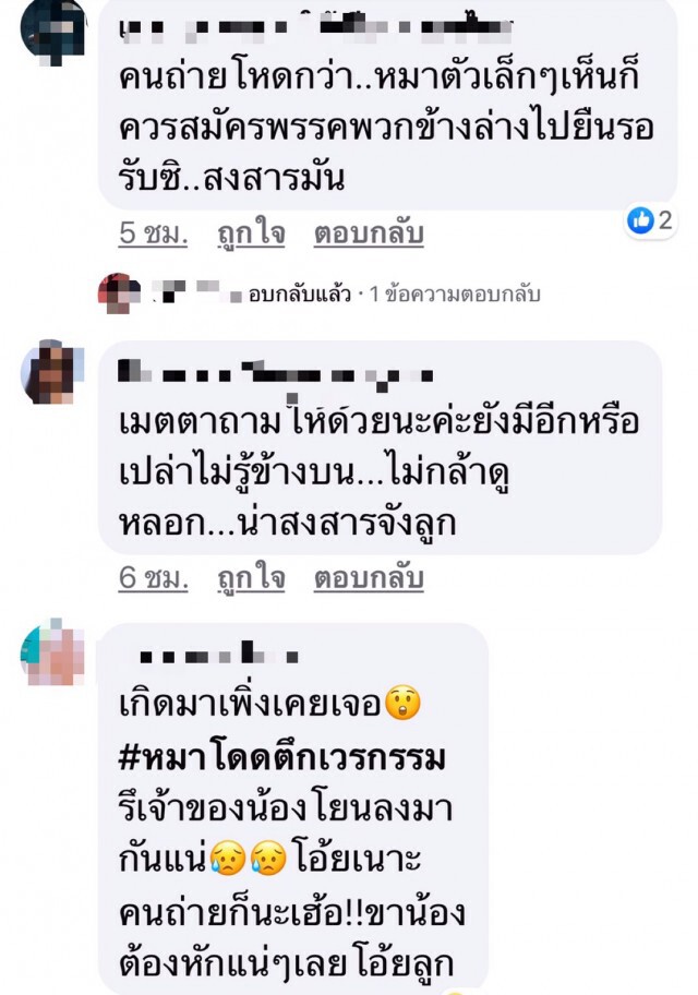 สลด! 2 น้องหมาโดดตึกสูง 4 ชั้นลงมาดับ 1 รอด 1 ไม่ทราบสาเหตุ