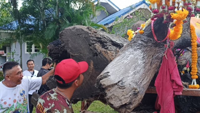 พบไม้ตะเคียนคู่อายุนับพันปีจมใต้น้ำ แห่ส่องหวยโค้งสุดท้าย