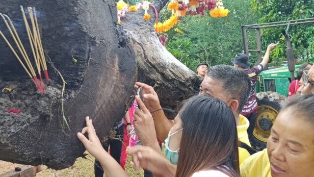 พบไม้ตะเคียนคู่อายุนับพันปีจมใต้น้ำ แห่ส่องหวยโค้งสุดท้าย