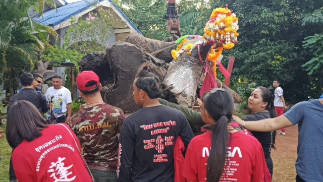 พบไม้ตะเคียนคู่อายุนับพันปีจมใต้น้ำ แห่ส่องหวยโค้งสุดท้าย