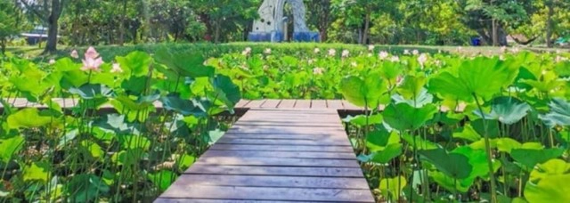 สงขลาปั้นสระดอกบัว 7 แห่ง  แหล่งท่องเที่ยวใหม่หาดสมิหลา