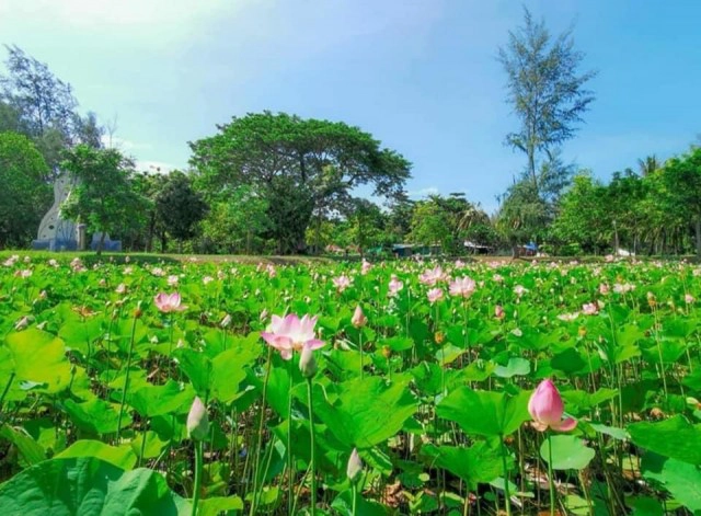 สงขลาปั้นสระดอกบัว 7 แห่ง  แหล่งท่องเที่ยวใหม่หาดสมิหลา