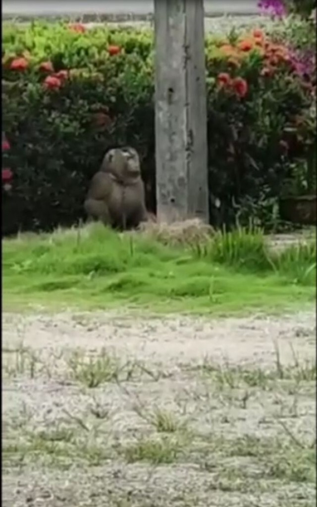 มารับผมด้วย!! ลิงพลัดหลงกับเจ้าของ นั่งชะเง้อรอ