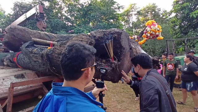 พบไม้ตะเคียนคู่อายุนับพันปีจมใต้น้ำ แห่ส่องหวยโค้งสุดท้าย