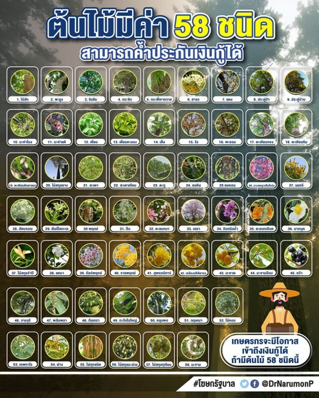 ดูชัดๆ! ต้นไม้มีค่า 58 ชนิด ใช้ค้ำประกันเงินกู้ได้