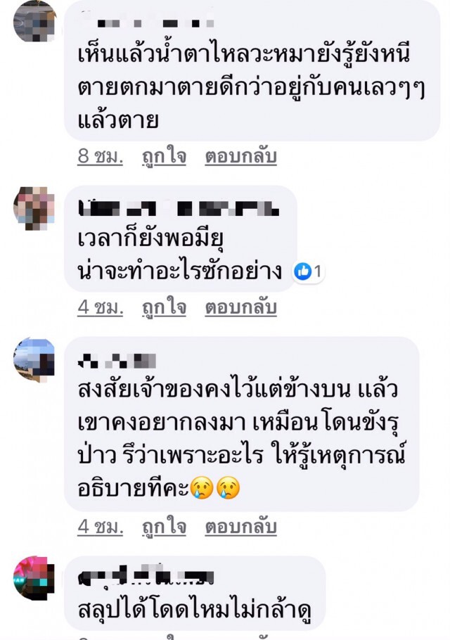สลด! 2 น้องหมาโดดตึกสูง 4 ชั้นลงมาดับ 1 รอด 1 ไม่ทราบสาเหตุ
