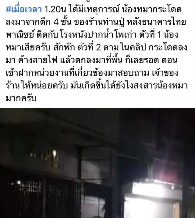 สลด! 2 น้องหมาโดดตึกสูง 4 ชั้นลงมาดับ 1 รอด 1 ไม่ทราบสาเหตุ