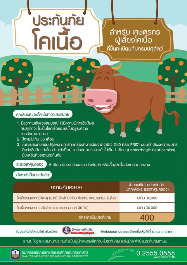 ธ.ก.ส.เปิดตัวประกันภัยโคเนื้อ วงเงินคุ้มครอง 3หมื่น/ตัว