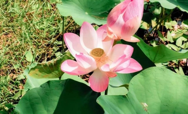 สงขลาปั้นสระดอกบัว 7 แห่ง  แหล่งท่องเที่ยวใหม่หาดสมิหลา