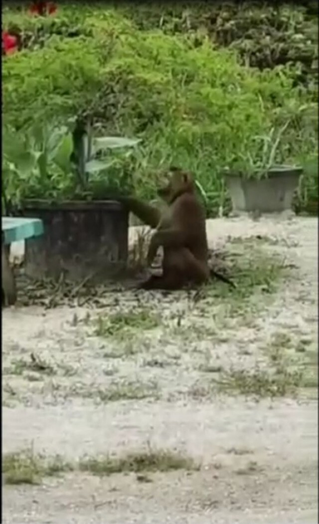 มารับผมด้วย!! ลิงพลัดหลงกับเจ้าของ นั่งชะเง้อรอ