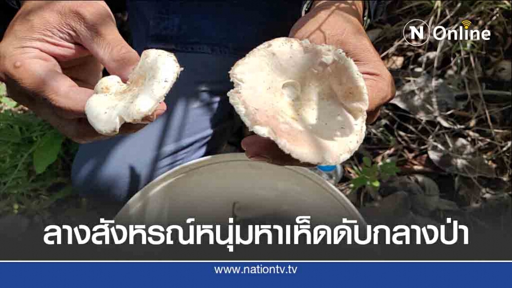 ลางสังหรณ์-หนุ่มหาเห็ดดับกลางป่า
